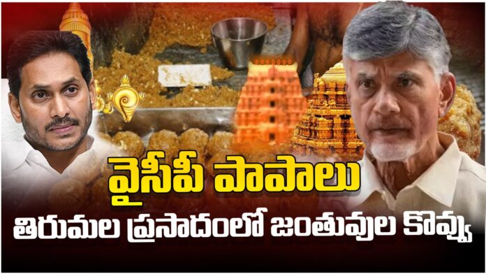animal fat in ttd laddu prasadam
