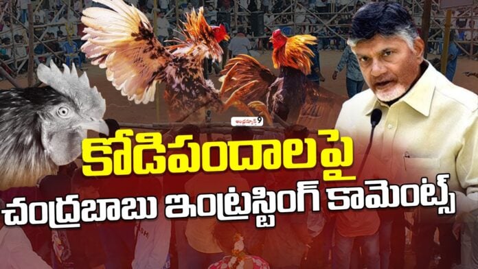 chandrababu-key-comments-on-cockfights-andhranews9