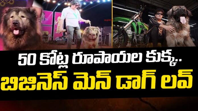 business-man-luxurious-dog-andhraews9