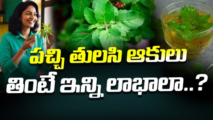 health-benefits-with-tulasi-leaves-andhranews9