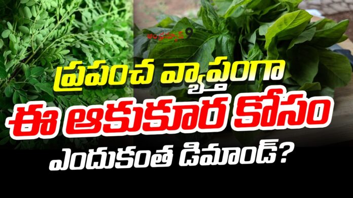 moringa-leaves-Benefits-andhranews9