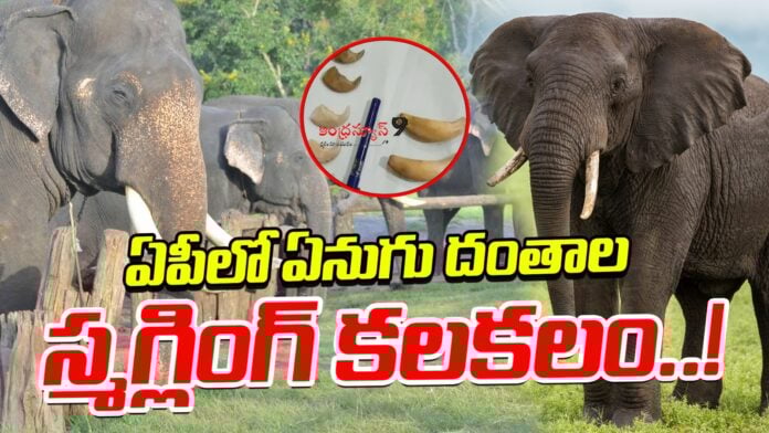 elephant-ivory-smuggling-stirs-up-trouble-in-ap-andhranews9
