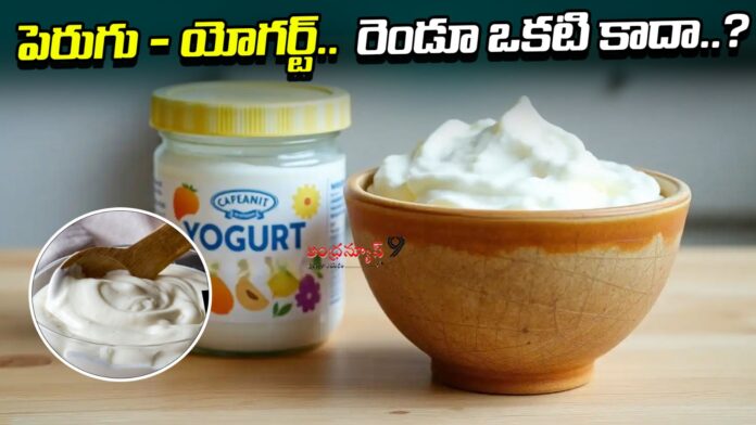 are-yogurt-and-curd-both-the-same-andhranews9