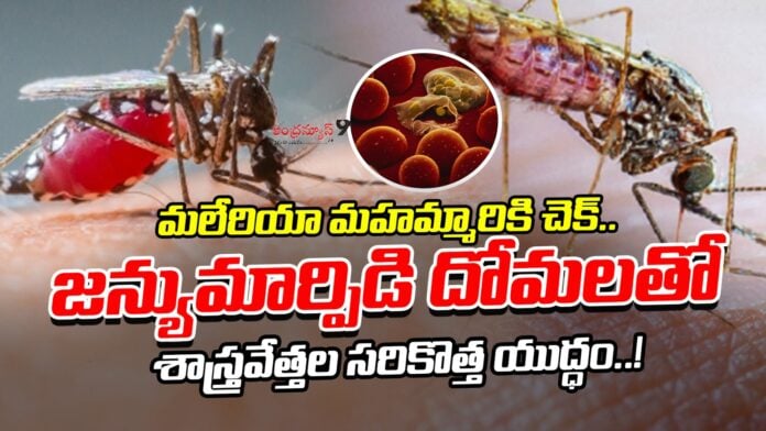 Mosquito's against Mosquito's