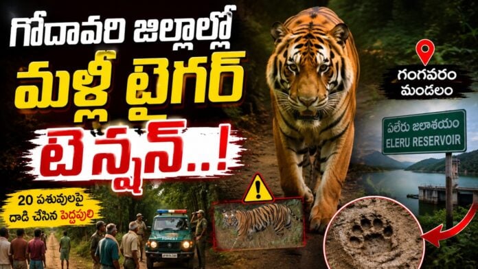 again-tiger-tension-in-polavaram-district