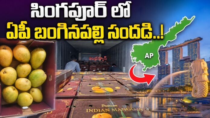 ap-banganapalli-mangoes-reached-singapore-andhra-news