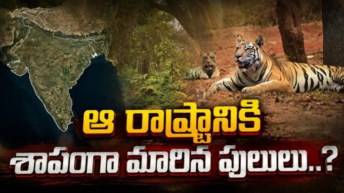 more-than-45-tigers-also-lost-their-lives-madhya-pradesh